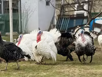 Широкогруда Біла — фото 4