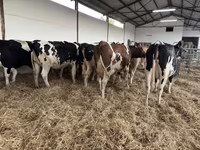 Kuh, Holstein-Rasse — Foto 8