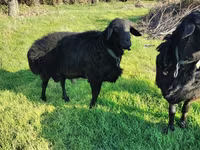 Widder, Tian-Shan semifinewool sheep — Foto 3