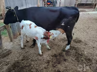 母牛, Simmental cattle — 照片 3