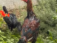 Chickens — Foto 3