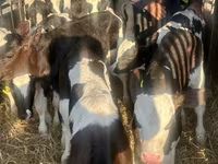 ІҚМ (топ, жынысы көрсетілмеген), Russian Black pied cattle — 6-сурет