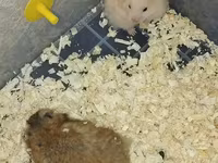 Məhsul: Hamsterlər (uzun tüklü cins) Təsvir: - Şirin, uzun tüklü — foto 1
