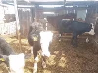 Toro, Simmental cattle — foto 4