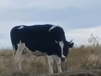 بقرة, Russian Black pied cattle — الصورة 2