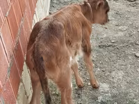 गाय, मवेशी — फ़ोटो 5