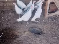 Turkeys — Foto 2