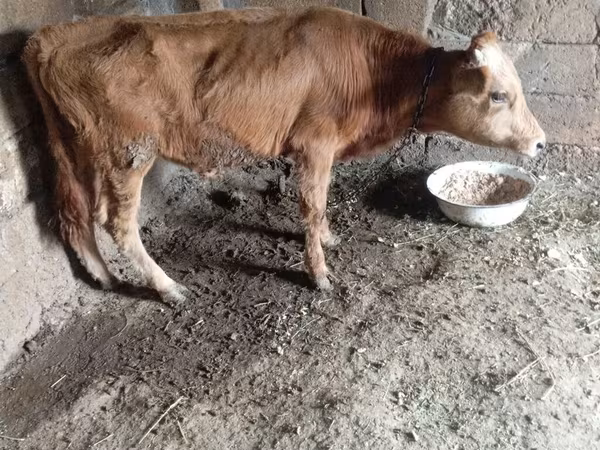 ثور, الماشية