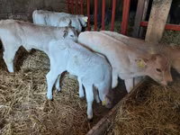 Bulle, Simmental cattle — Foto 1