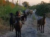 Ешкі, Damask goat — 2-сурет