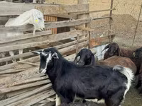 公山羊, Alpine goat — 照片 4