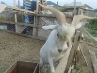 Keçi, Saanen goat — foto 1