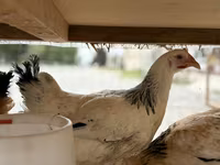 Chickens — 3-сурет