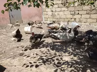 pato criollo doméstico — foto 3