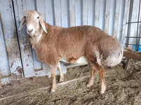 Carnero, Arashan sheep — foto 5