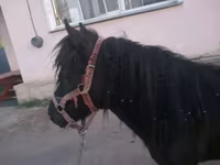 فرس, Shetland Pony — الصورة 4