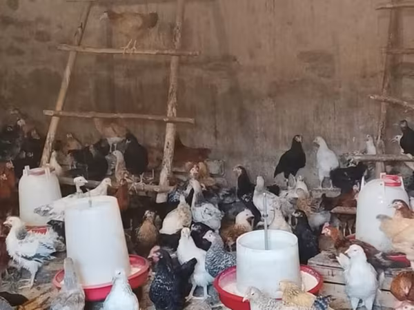 Chickens