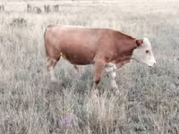 Toro, Vaca kazaja de cabeza blanca — foto 1
