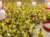 Geese — Foto 1