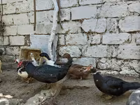 Ducks — الصورة 8