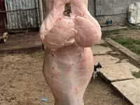 Қошқар, Қойлар — 4-сурет