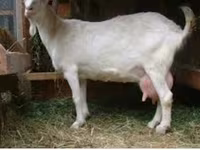 تيس, Saanen goat — الصورة 4