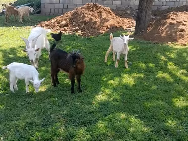 تيس, الماعز