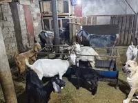 山羊（批次，未指定性别）, Goats — 照片 2
