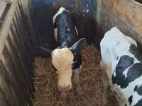母牛, Russian Black pied cattle — 照片 2