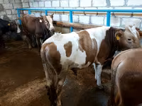 公牛, Red-spotted breed — 照片 2