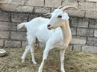 عنزة, Saanen goat — الصورة 2