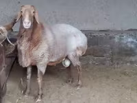 Widder, Edilbay sheep — Foto 2