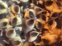 Ducks — 4-rasm