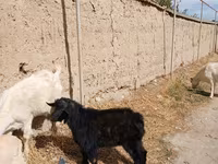 Billy Goat, Goats — photo 6