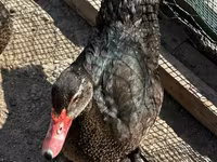 Ducks — Foto 4