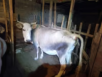 Kuh, Simmental cattle — Foto 3