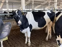 Kuh, Holstein-Rasse — Foto 2