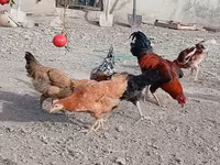 Chickens — Foto 6
