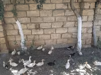 German Pekin — photo 3