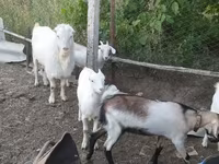 Козел, LaMancha goats — фото 3