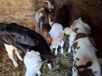 İnək, Simmental cattle — foto 3