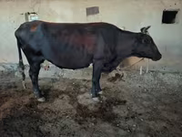 ثور, الماشية — الصورة 2