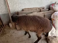 كبش, Blackheaded Persian sheep — الصورة 3