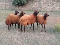 كبش, الأغنام — الصورة 3