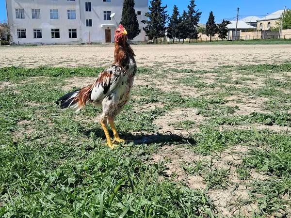 Chickens