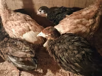 Turkeys — 照片 3