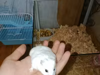 Ağ rəngli xırda hamster və komplekt ləvazimatları Paket tərkibi: - — फ़ोटो 1
