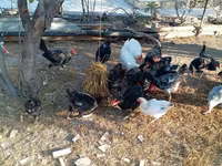 Chickens — photo 7