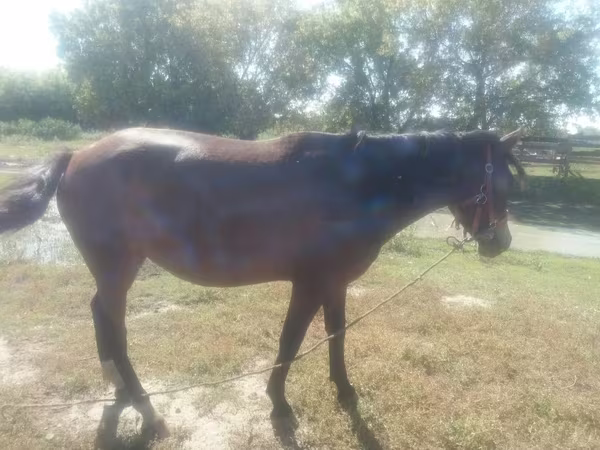 Бие, Horse breed