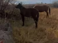 Айғыр, Жылқылар — 1-сурет